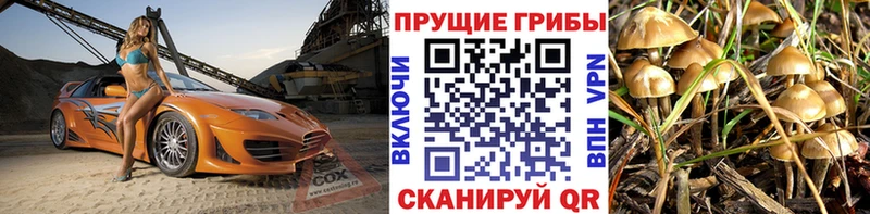 Галлюциногенные грибы Psilocybe  Кисловодск 